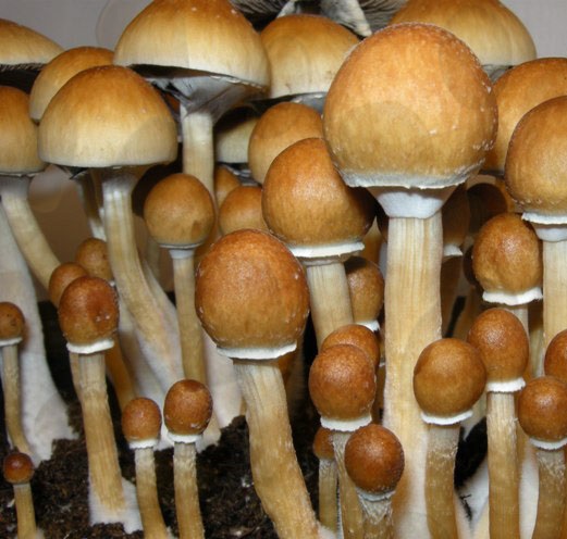 Споры грибов Psilocybe Cubensis - Huautla